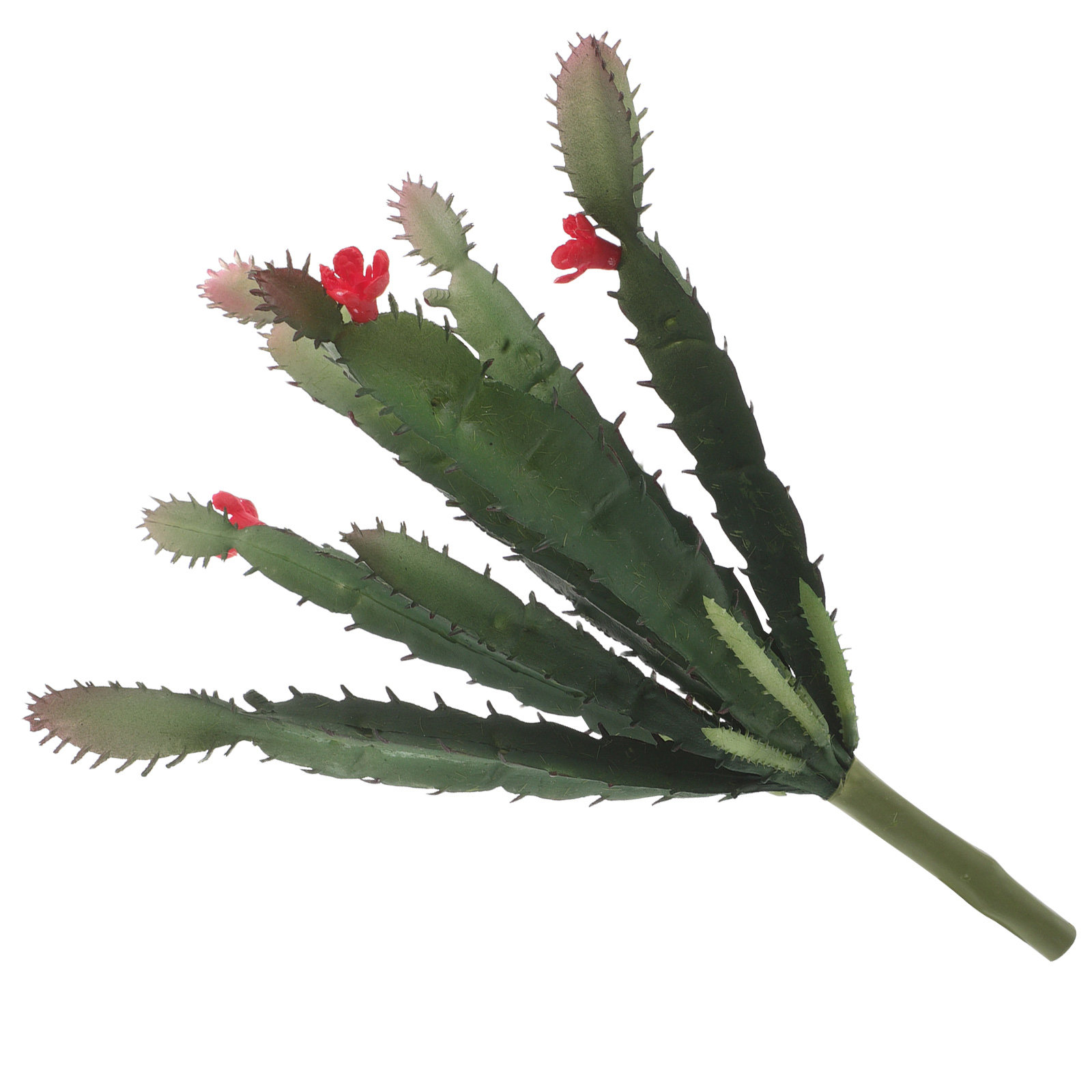 Encantador arreglo de cactus y - Succulent Arrangement Mini reseña y precio
