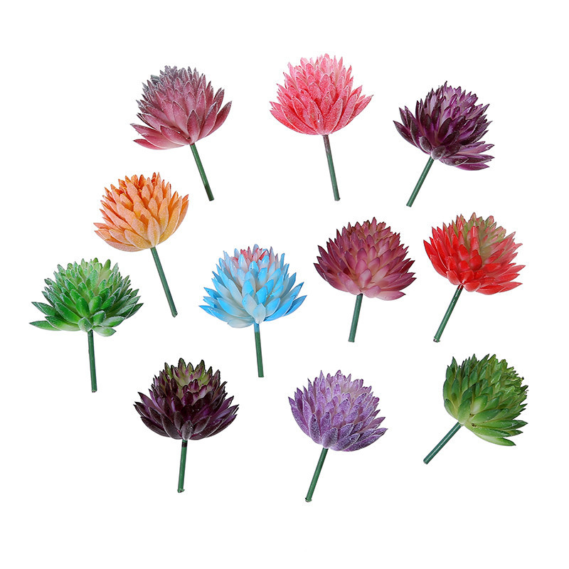 Wusmart Ji Wa Lian plantas suc - Succulent Arrangement Mini reseña y precio