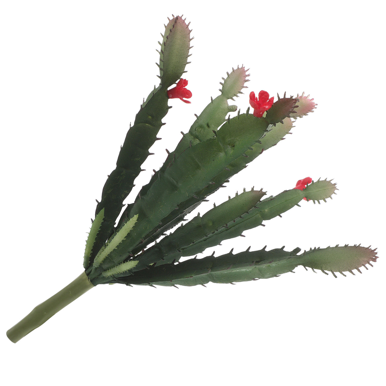 Encantador arreglo de cactus y - Succulent Arrangement Mini reseña y precio
