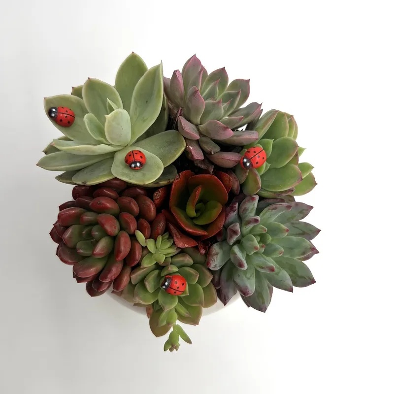 Figura de mariquita en miniatu - Succulent Arrangement Mini reseña y precio